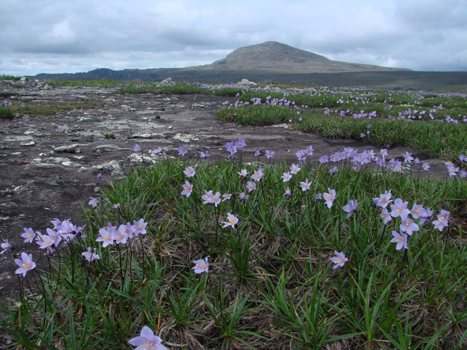 Vellozia resinosa, Campos rupestres, Brazil