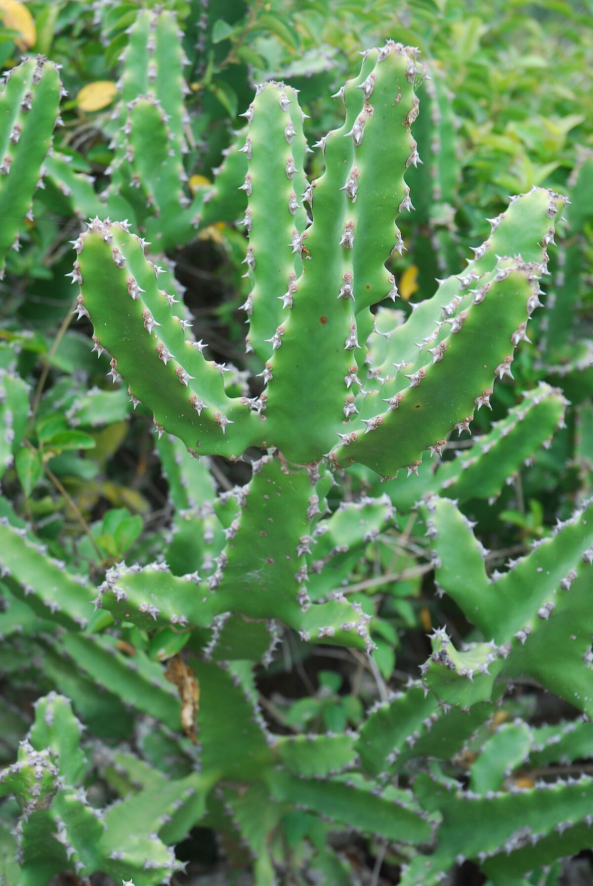 Euphorbia spec., large inselberg with many temples, near Bangalore