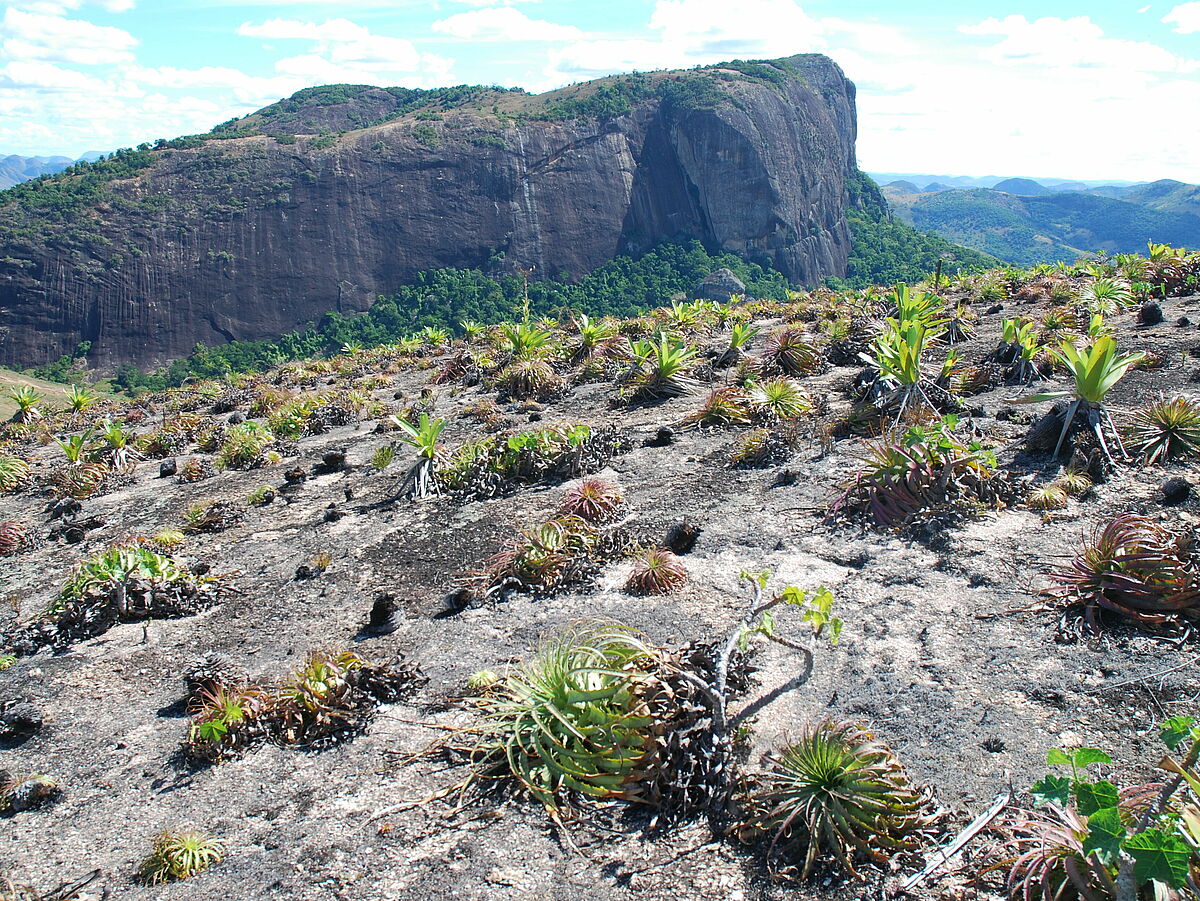 Alcantarea spec., Encholirium spec. violet mats, IB 2, near Caladao,  Minas Gerais 