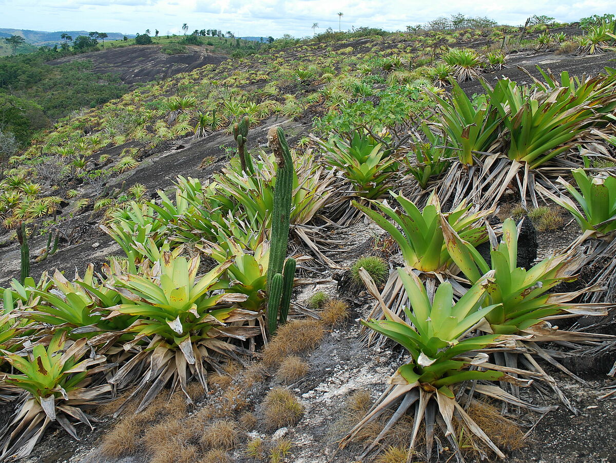 Alcantarea spec., Trilepis ihotzkiana, Coleocephalocereus spec., IB 1, Caladao