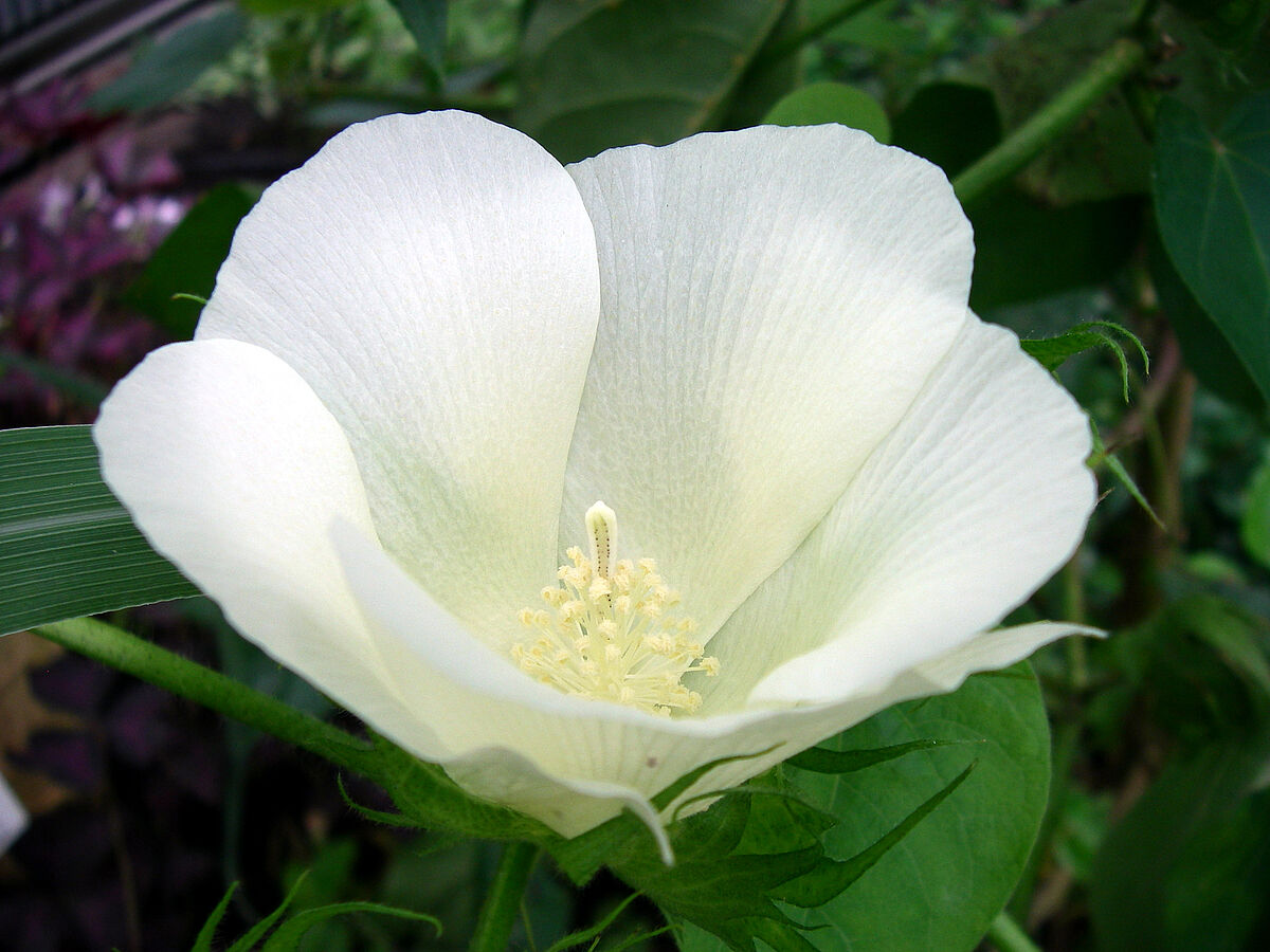 Gossypium spec. , Malvaceae, Baumwoll-Blüte, weisslichgelb