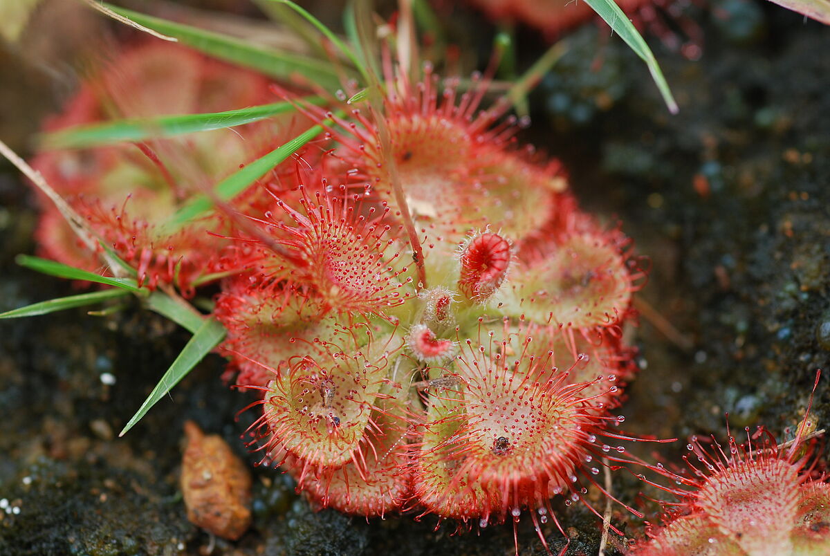 Drosera burmannii, EFV, shield inselberg near Savandurg, near Bangalore