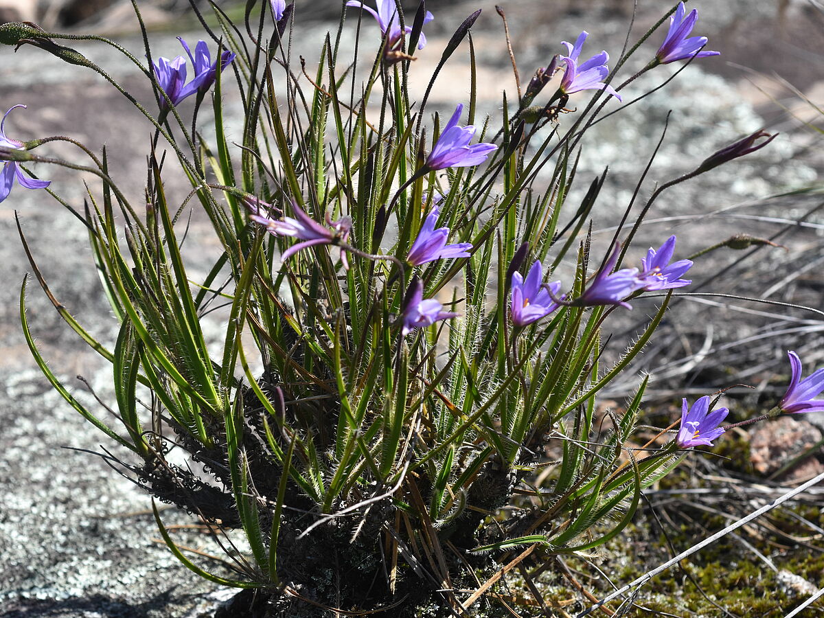 Xerophyta spec., IB with Genlisea, Ivato to Itremo, road to military camp, Brazil