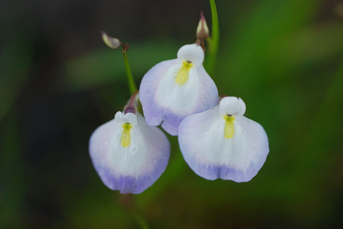 Utricularia purburascens, ferricrete, near Amboli