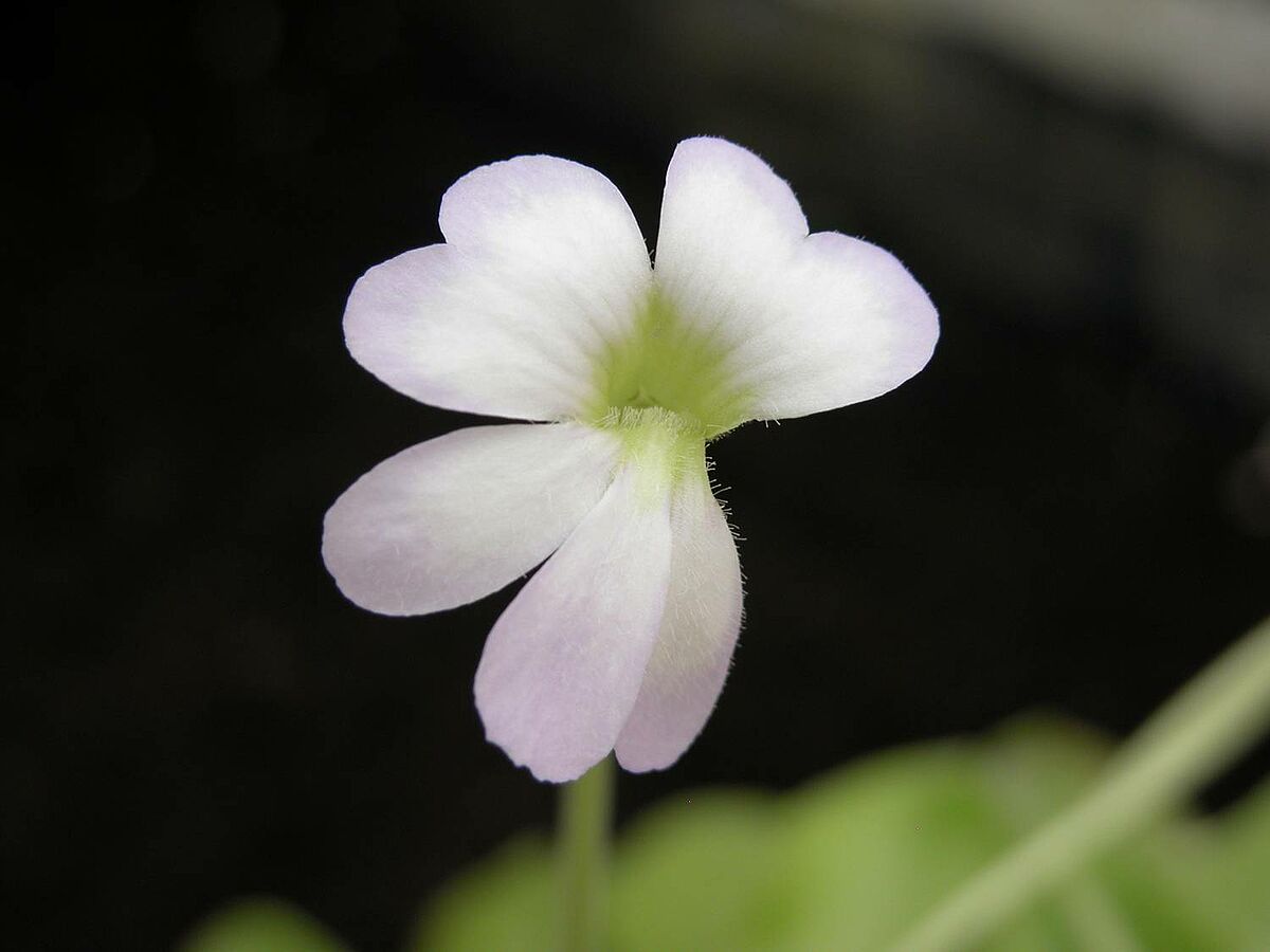 Pinguicula spec., Lentibulariaceae, Makroaufnahme Blüte