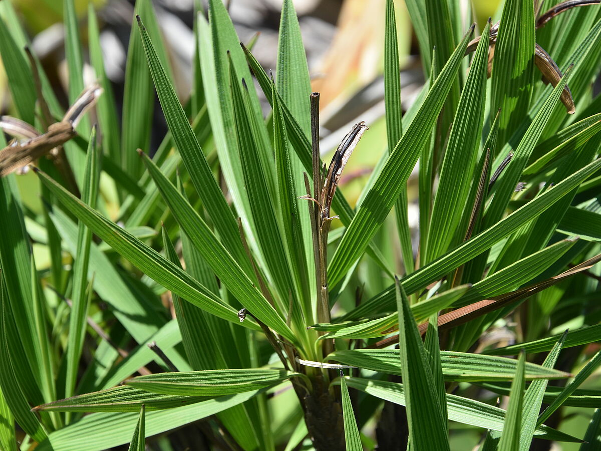 Vellozia plicata, leaves green, after rain, Pedra do Fritz, near Nanuque, Brazi