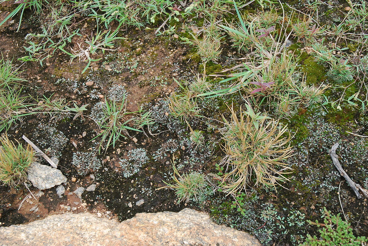 cyanobacteria, Riccia, Selaginella, Oropetium, shield inselberg, large inselberg with many temples, near Bangalore 