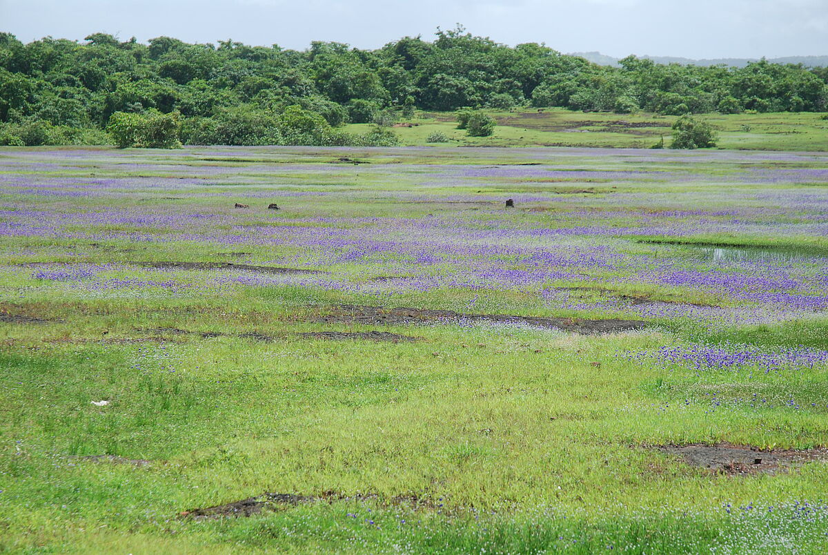 Utricularia caerulea, EFV, ferricrete, near Ratnagiri