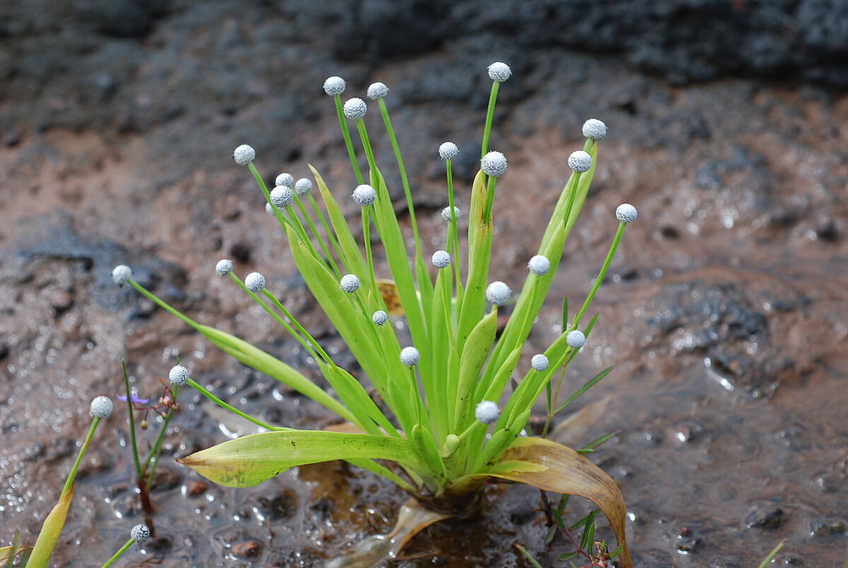 Eriocaulon eurypeplon, individual, disturbed ferricrete, Ratnagiri