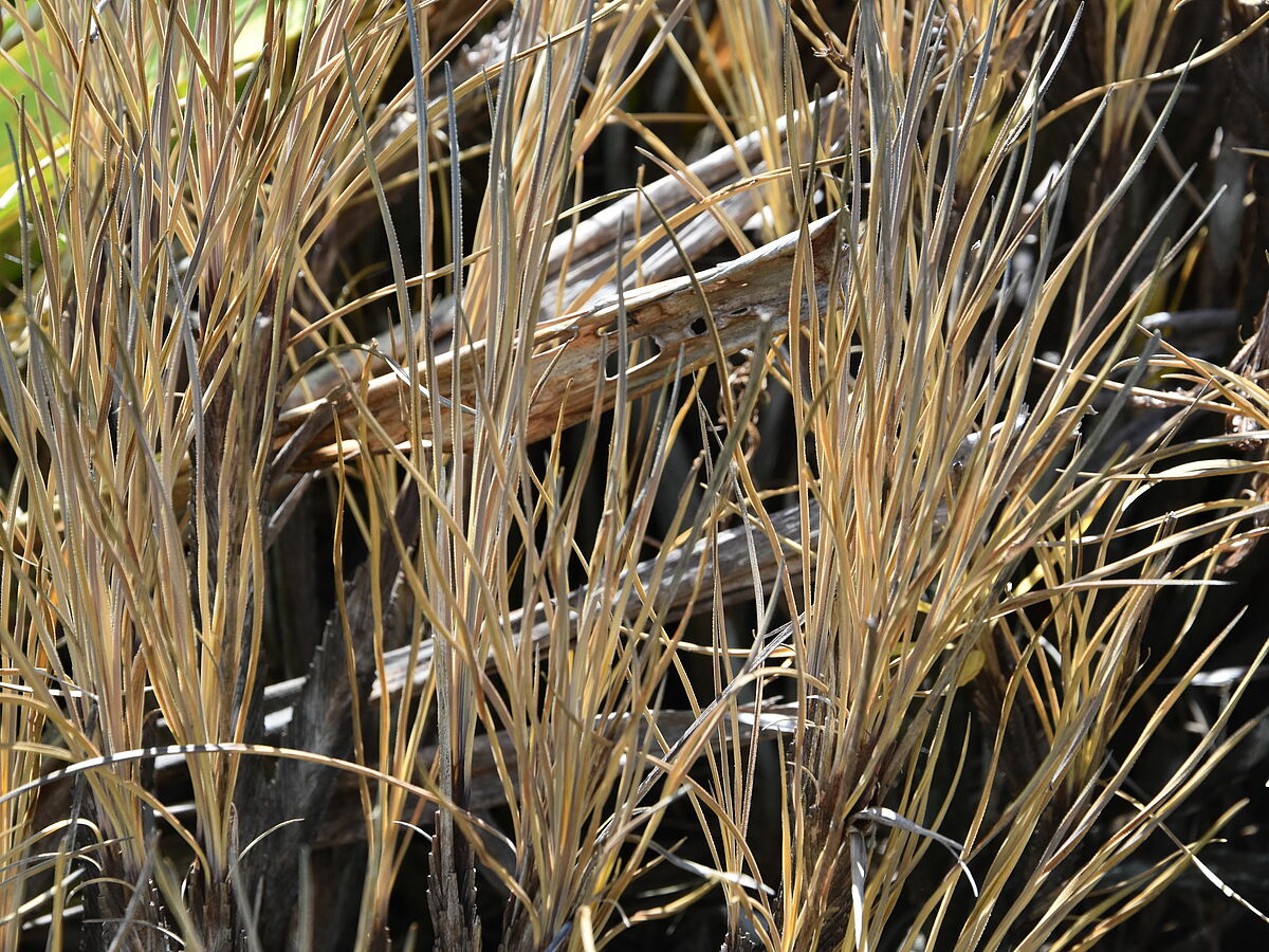 Vellozia plicata, leaves dry, after rain, Pedra do Fritz, near Nanuque, Brazil