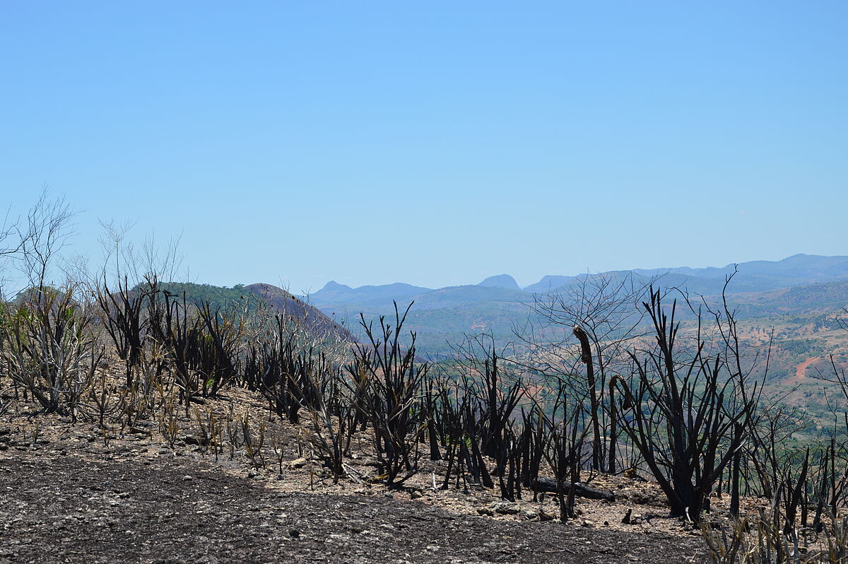 Burned population of Vellozia spp., Minas Gerais state, Brazil