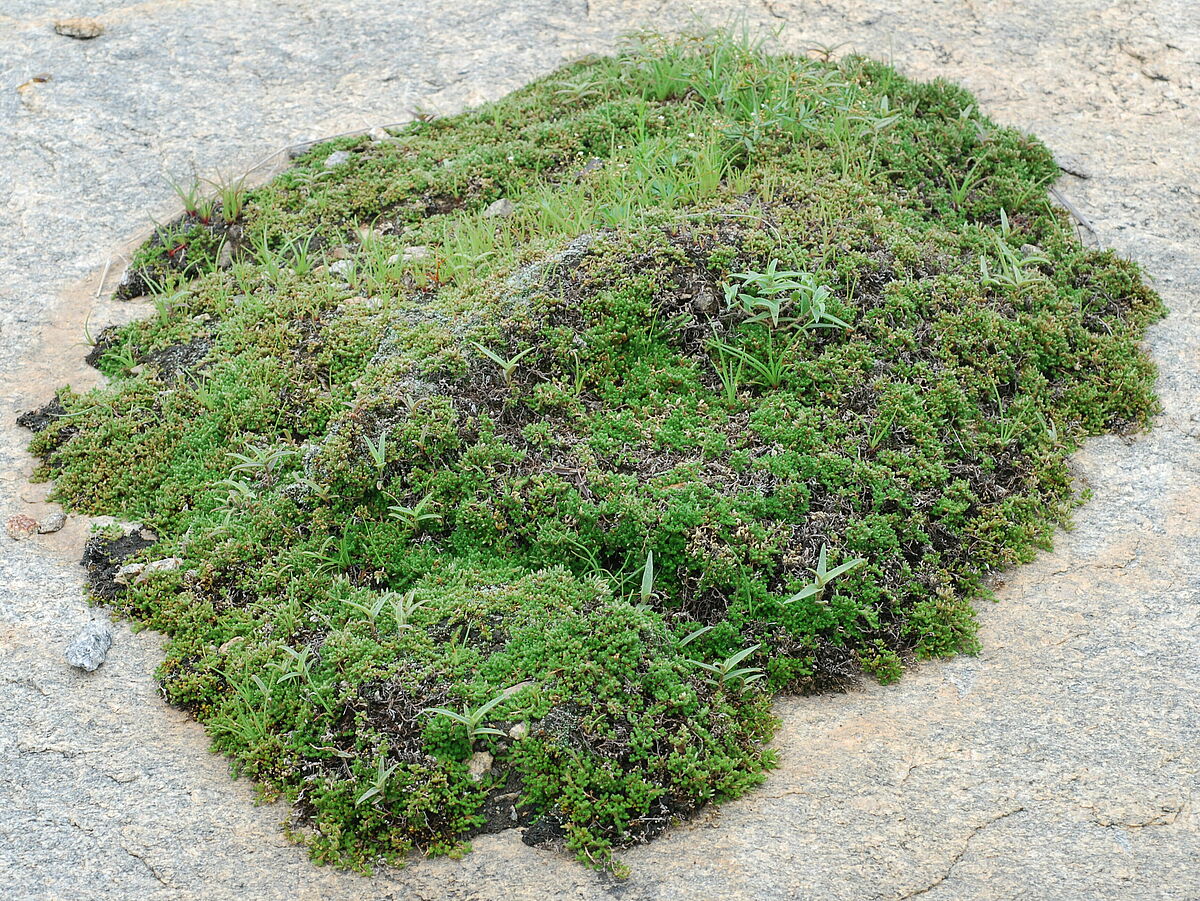 Selaginella spec. mat, shield inselberg near large inselberg with many temples, near Bangalore