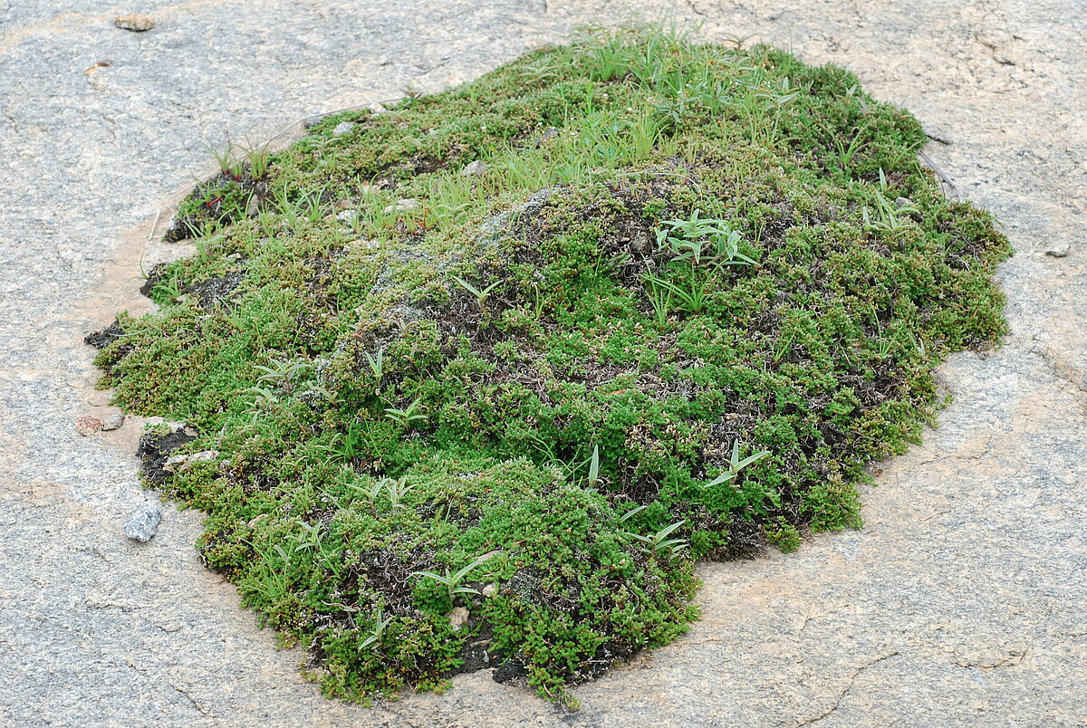 Selaginella spec. mat, shield inselberg near large inselberg with many temples, near Bangalore