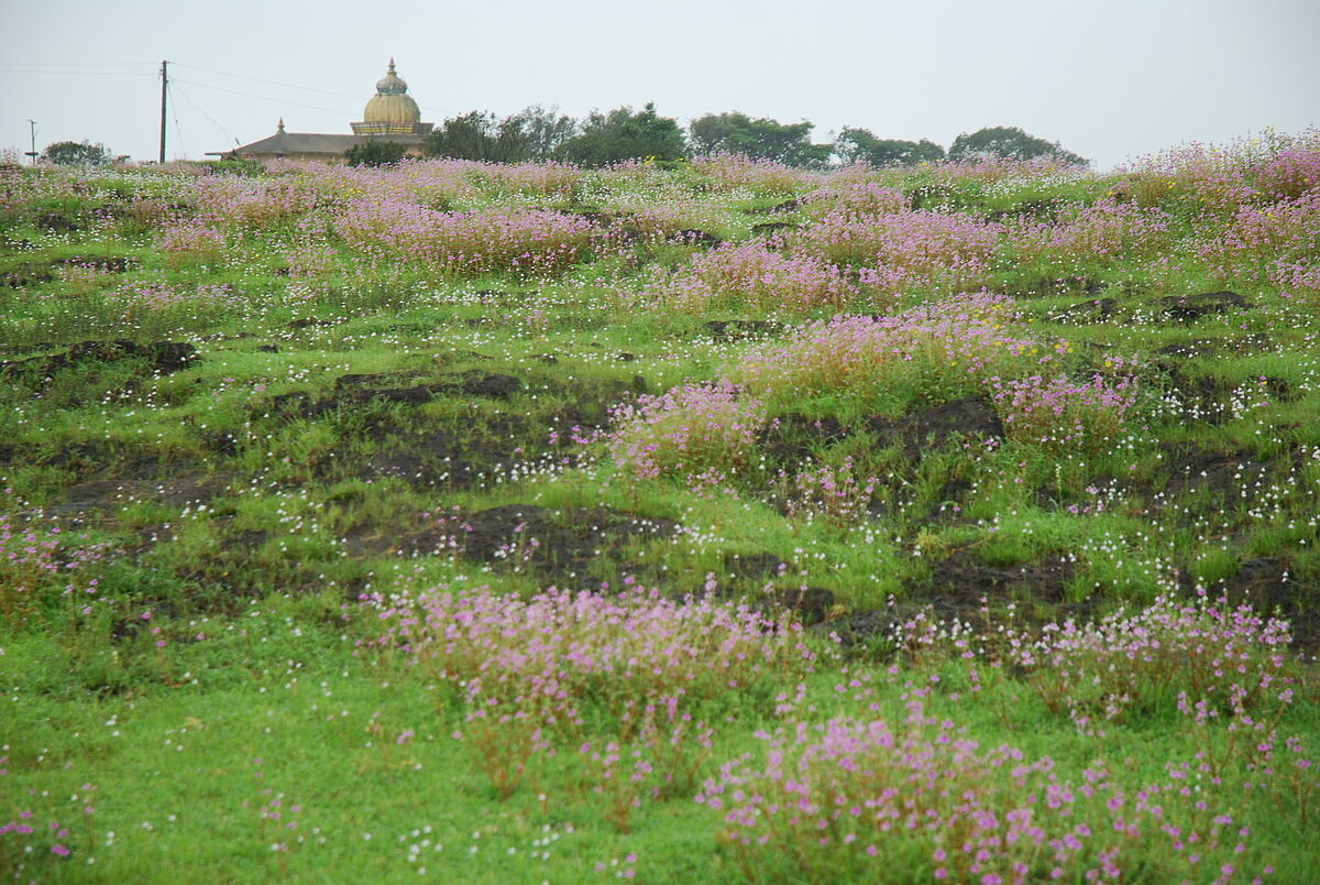 ferricrte mit Impatiens lawii, Eriocaulon, near Amboli