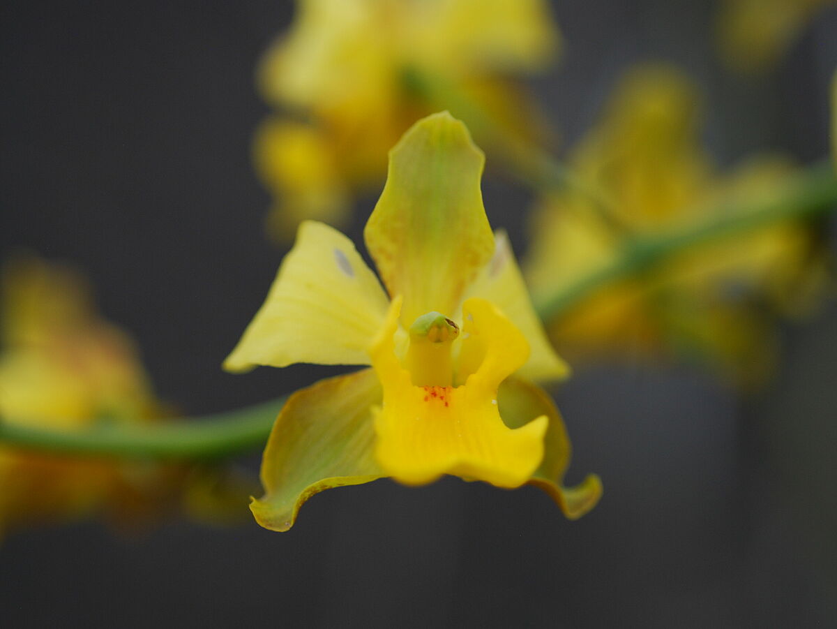 Cyrtopodium spec., Orchidaceae, IB 1, Caladao