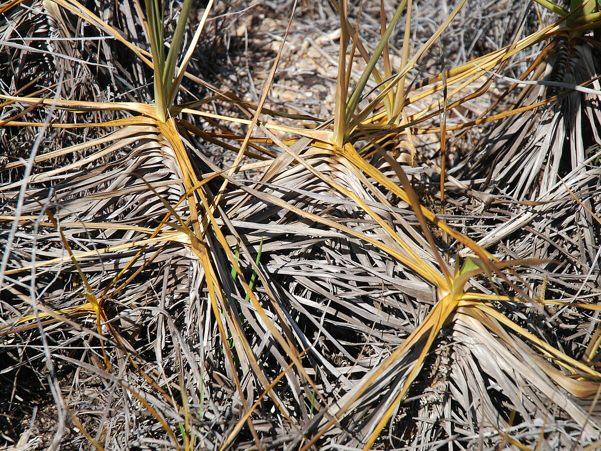 Vellozia spec., dense mats,  IB 2, near Caladao