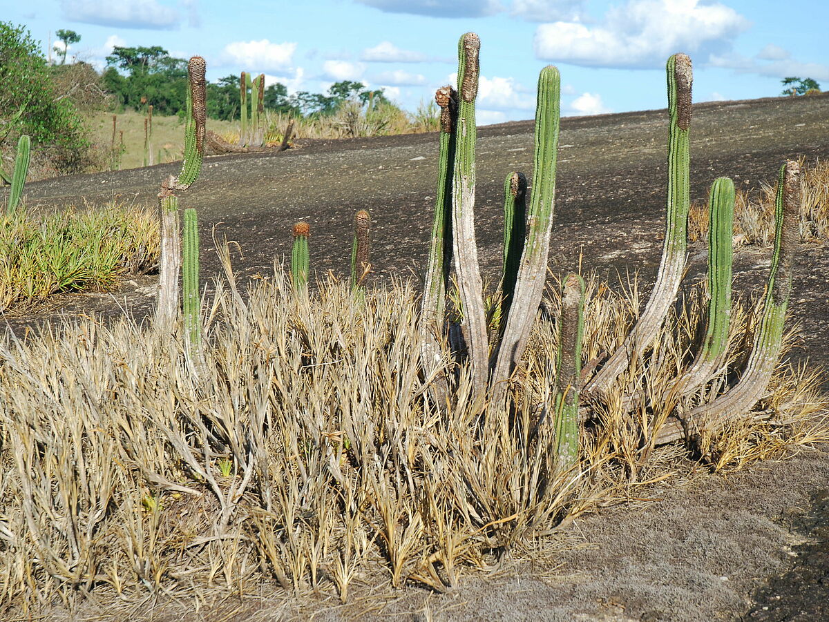 Coleocephalocereus spec., in Vellozia plicata mat, IB 2, near Caladao