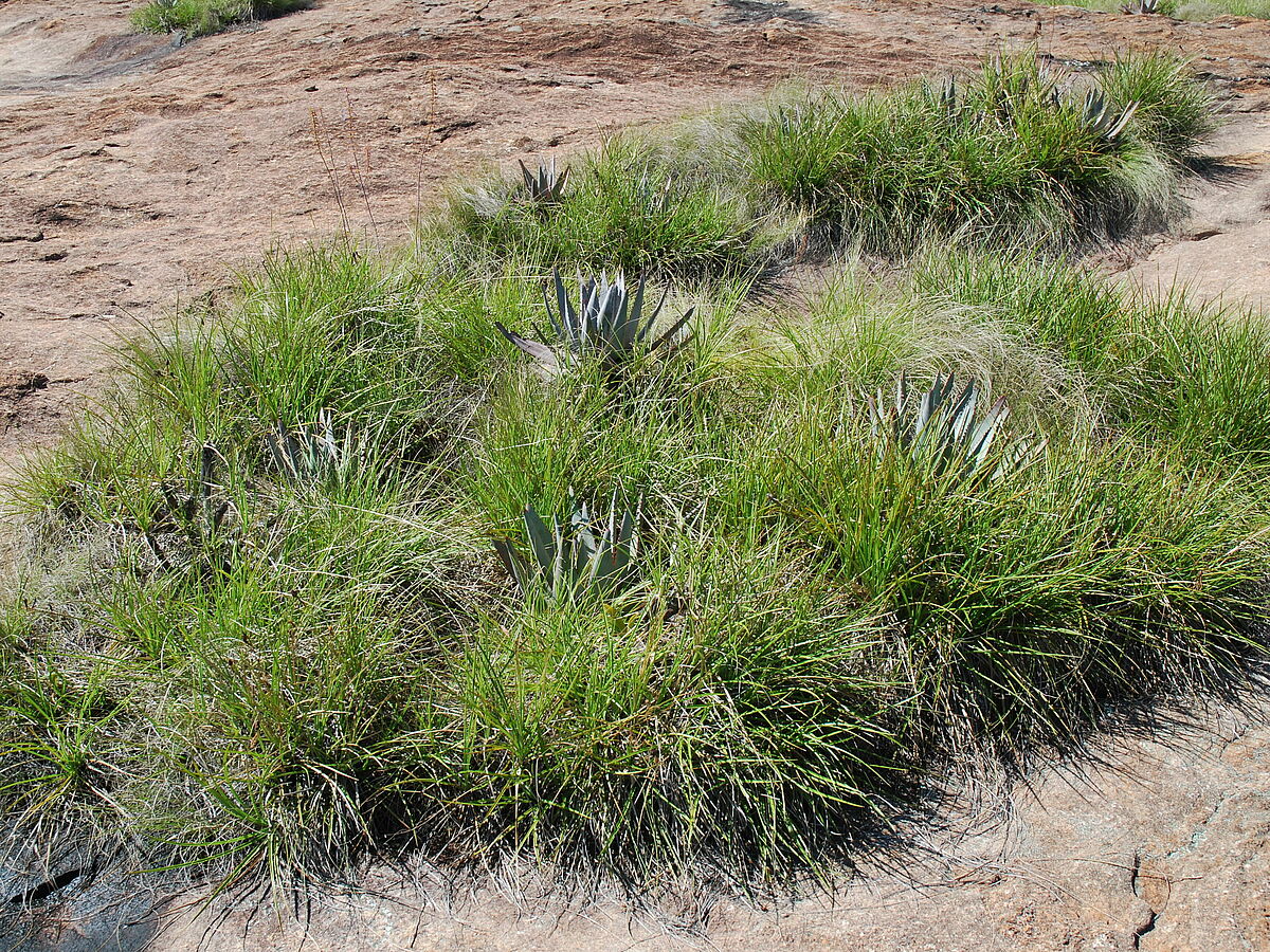 Xerophyta cf dasylirioides, Aloe spec., IB quarry, road to Ampefy, Madagascar