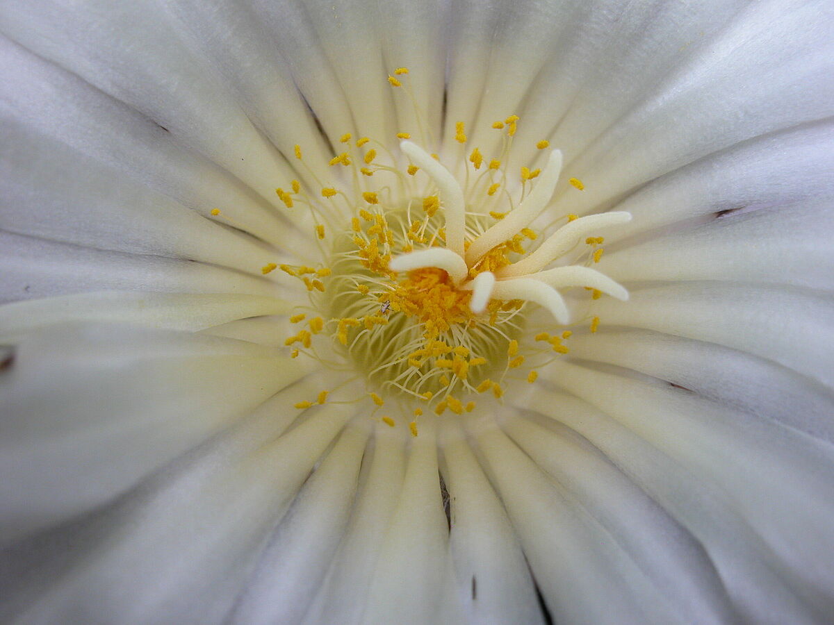 Astrophytum ornatum, Cactaceae, Makroaufnahme Blüten-Staubblattkreis