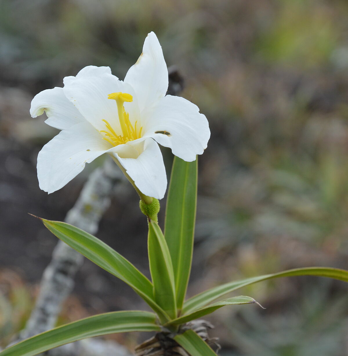 Vellozia aff candida, IB in Minas Gerais, Brazil