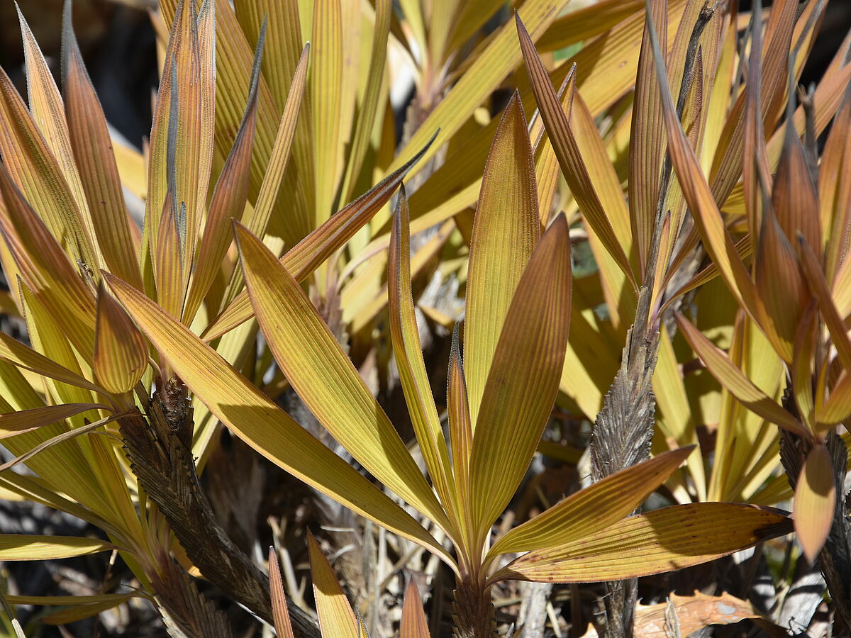 Vellozia plicata, leaves yellow-greenish, after rain, Pedra do Fritz, near Nanuque, Brazi