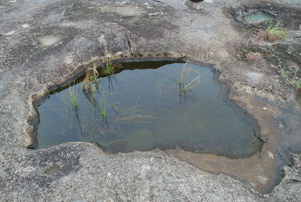 Rock pool with Cyperus submicrolepis, Côte d'Ivoire