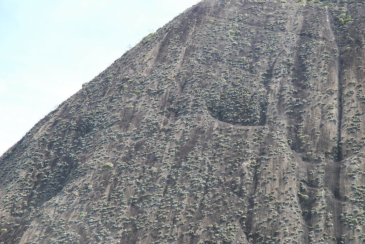 Vriesea spec., on steep slopes, Fazenda das Pedras, Bahia