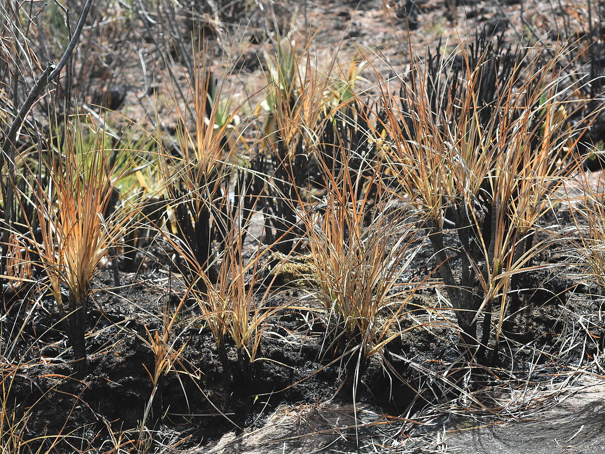 Xerophyta spec. burnt, inselberg with fire, west of Antsirabe, Madagascar