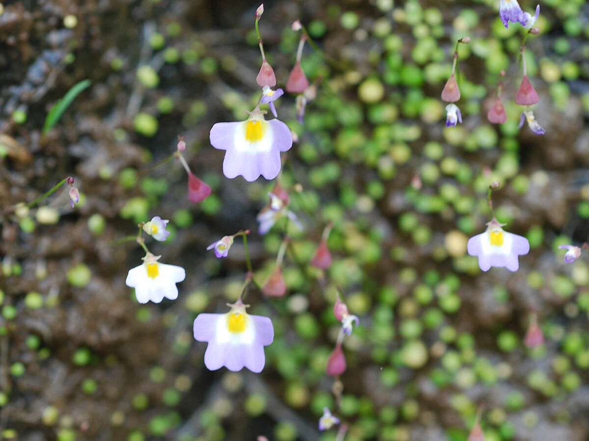 Utricularia striatula, cliff near Satara