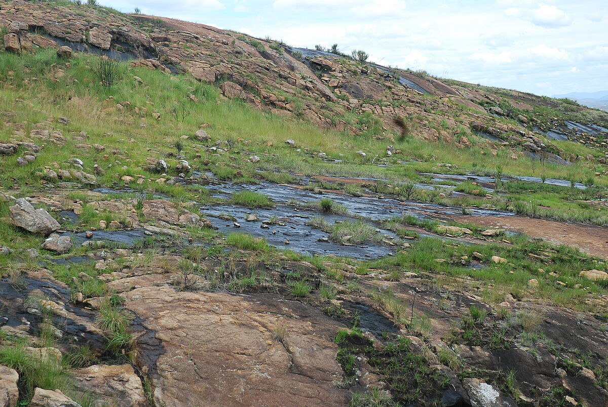 Ephemeral flush vegetation, Madagascar