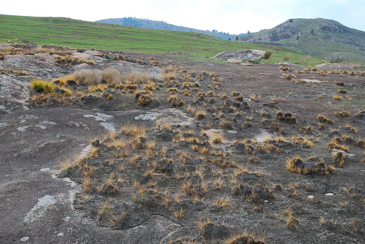 Coleochloa setifera burned,, IB c. 20km north of Ambalavao, Madagascar