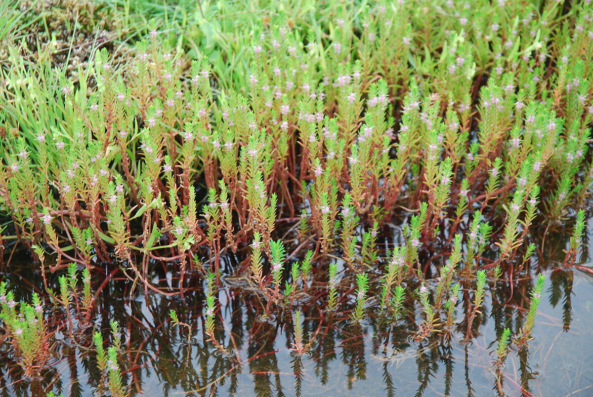 Rotala spec., rock pool