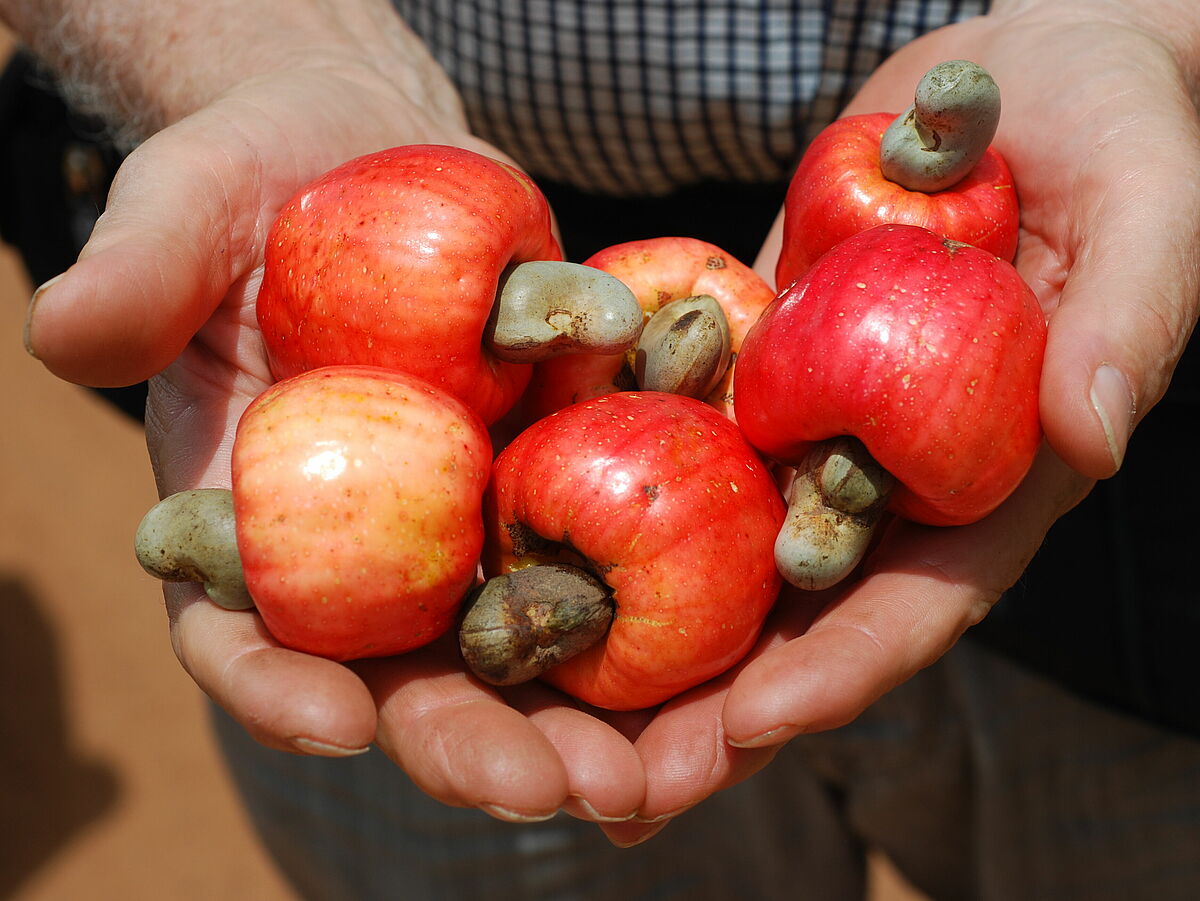 Anacardium occidentale, Anacardiaceae (Cashewfrucht mit verdicktem Fruchtstiel)