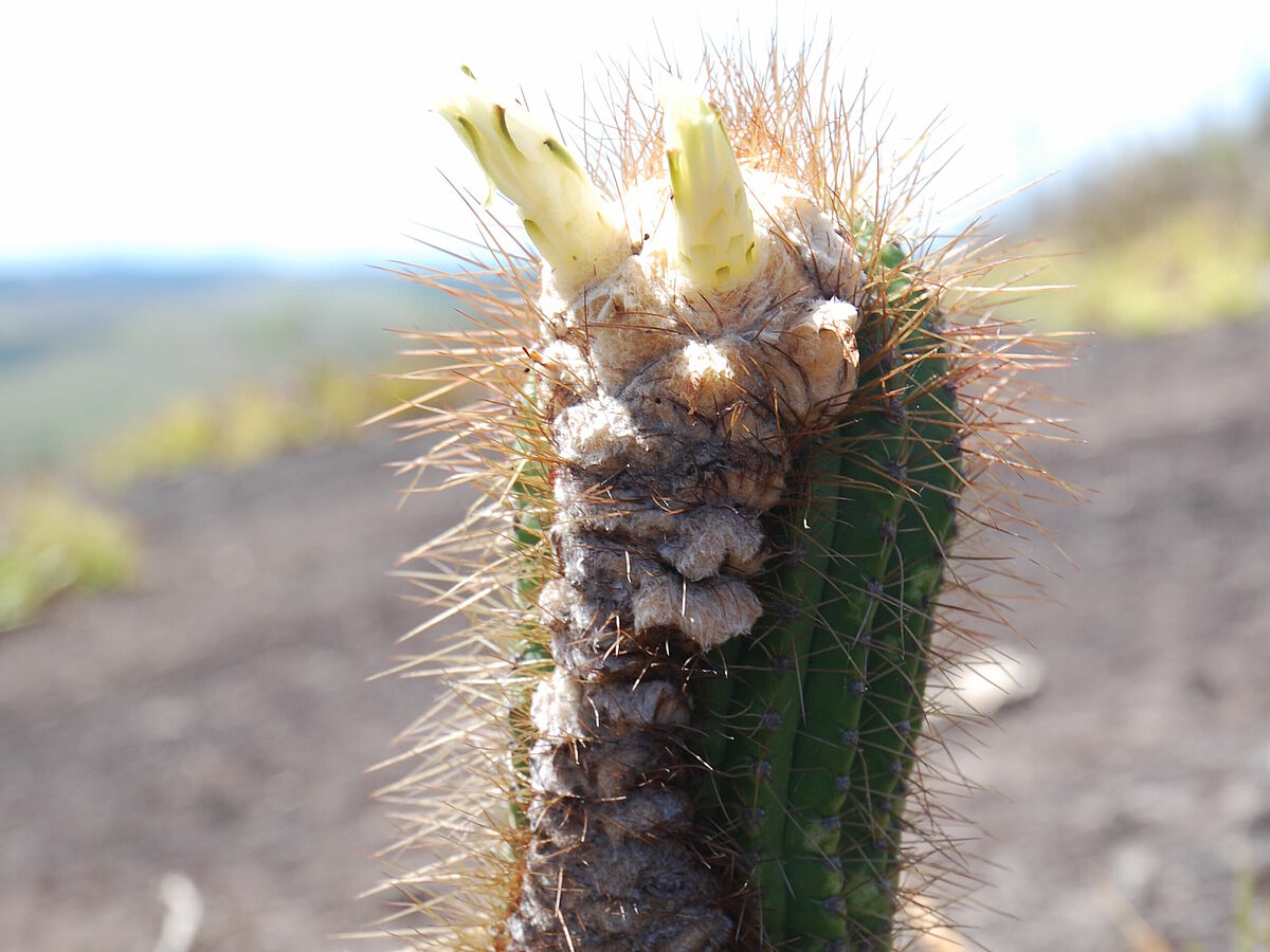 Coleocephalocereus spec., in flower, IB 2, near Caladao