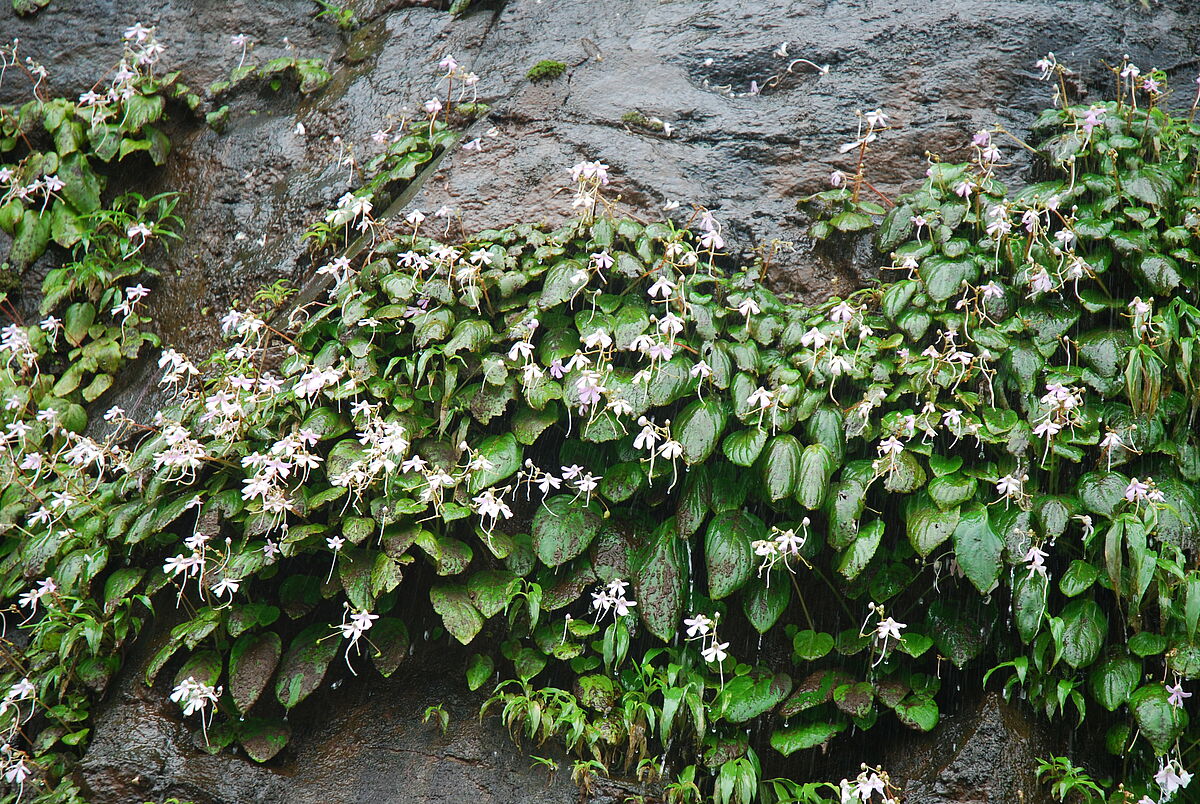 Impatiens acaulis, cliff west of Satara