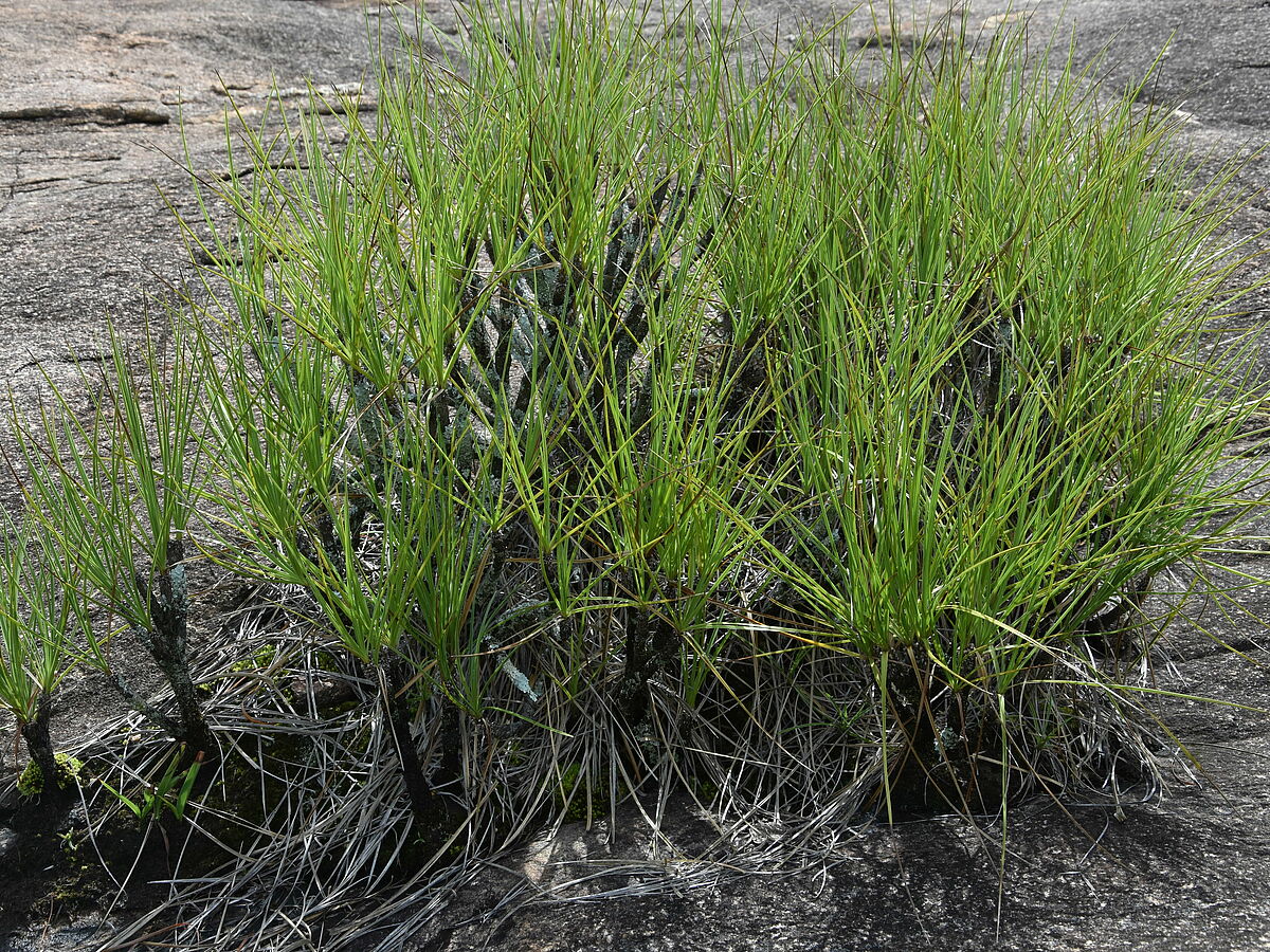 Xerophyta spec., inselberg with fire, west of Antsirabe, Madagascar