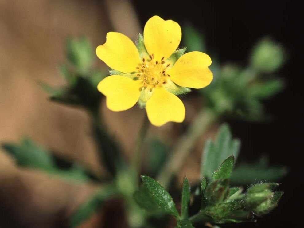 Potentilla wismariensis, Rosaceae, (endemisch in Meckenburg-Vorpommern)