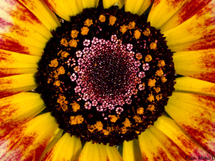 Gaillardia spec., Asteraceae, Makroaufnahme Blüten-Staubblattkreis