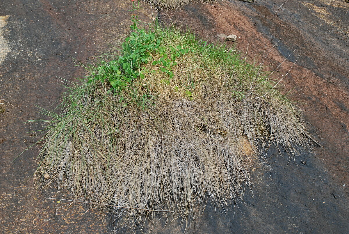 Tripogon spec. mat, inselberg with many temples and some mats, near Bangalore