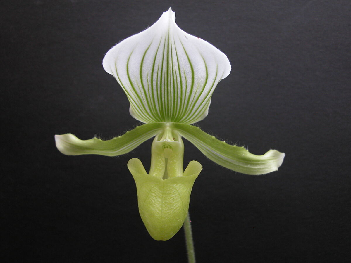 Paphiopedilum spec., Orchidaceae, Makroaufnahme Blüte