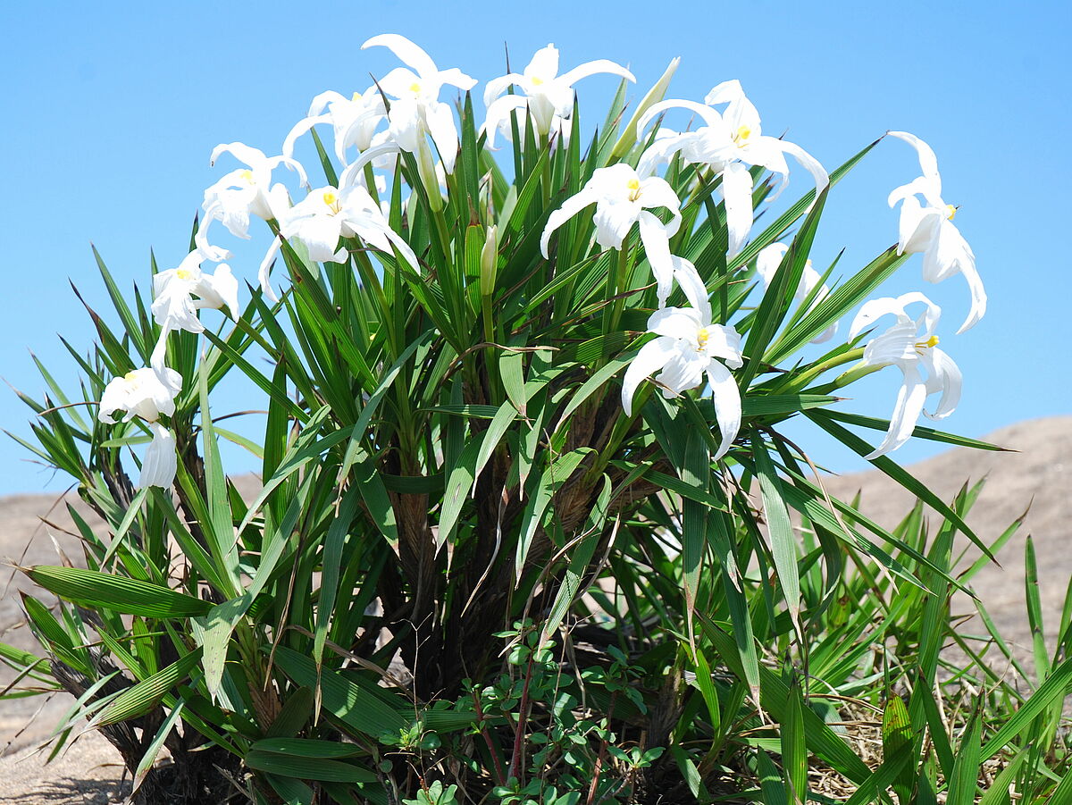 Vellozia plicata mat, in flower, IB 2, Vitoria, Brazil