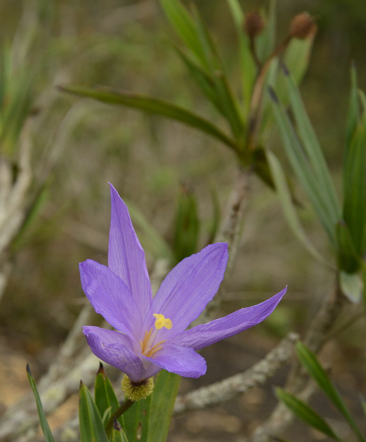 Vellozia pulchra, IB in Minas Gerais, Brazil