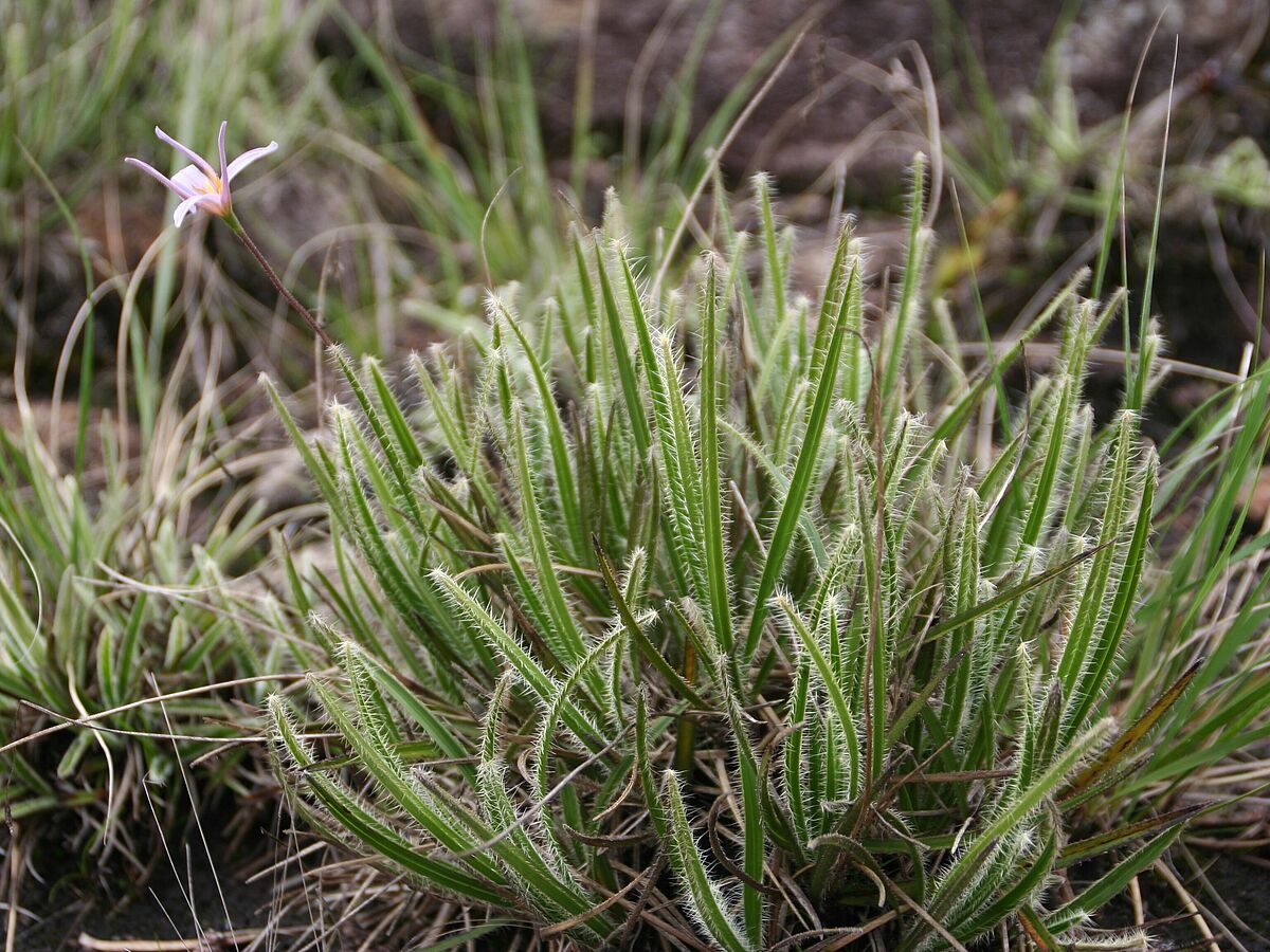 Xerophyta spec., IB in Madagascar